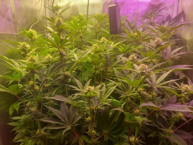 Tropicana cherry. Week 8