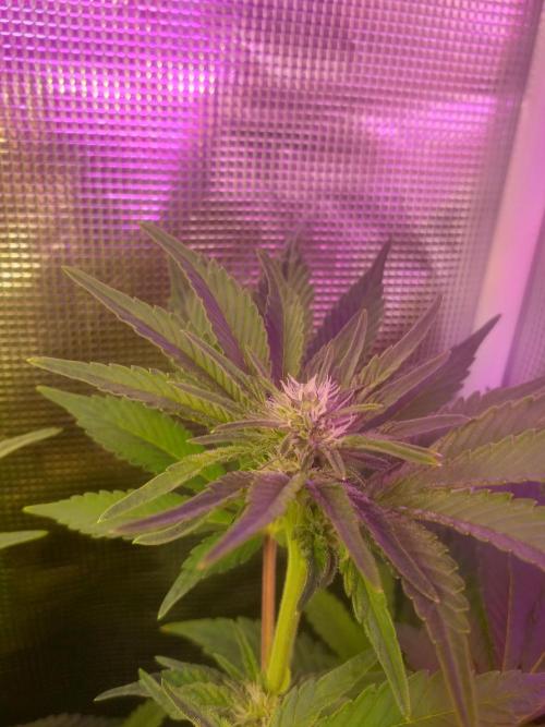 Tropicana cherry. Week 8