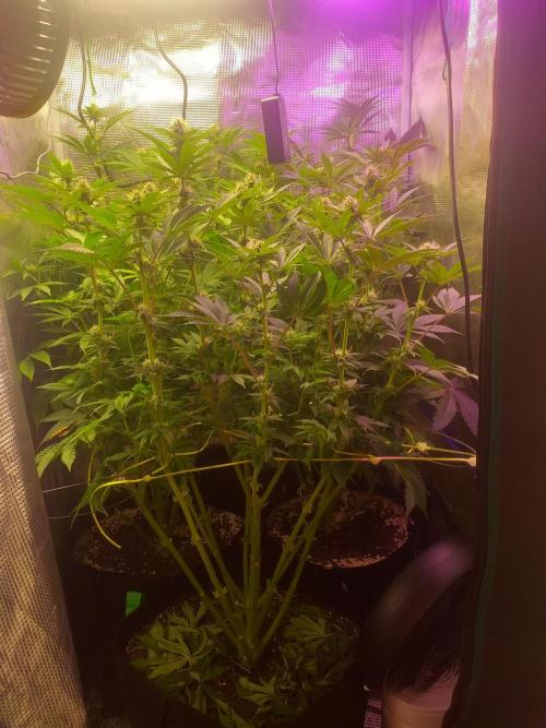 Tropicana cherry. Week 8