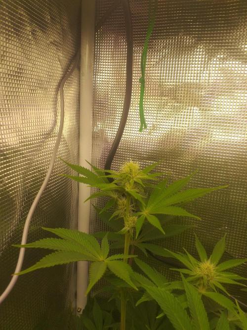 Tropicana cherry. Week 8