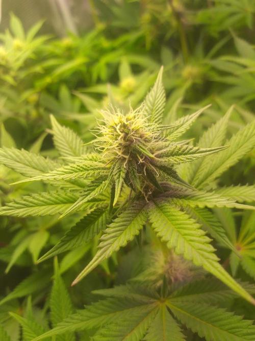 Tropicana cherry. Week 8