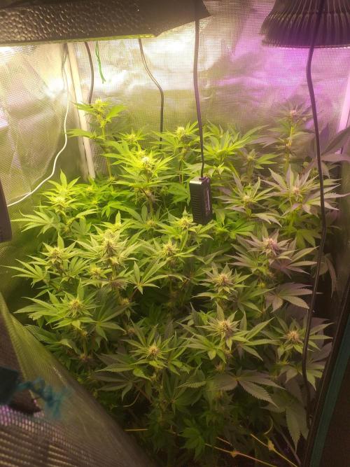 Tropicana cherry. Week 8