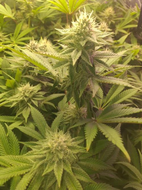 Tropicana cherry. Week 10