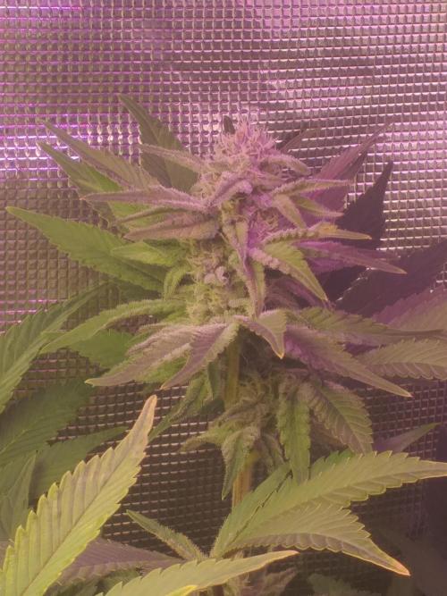 Tropicana cherry. Week 10