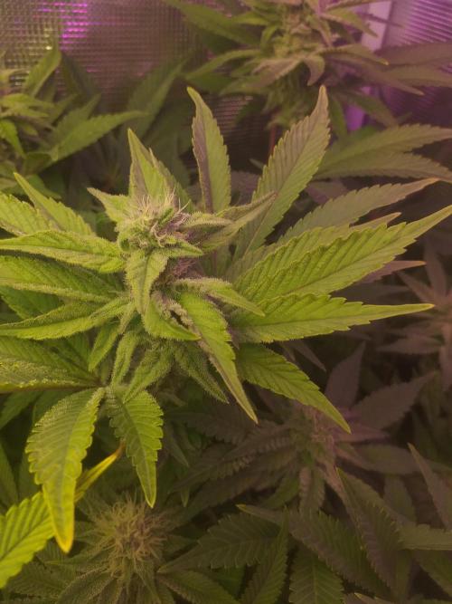 Tropicana cherry. Week 10