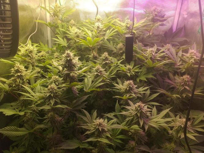 Tropicana cherry. Week 10