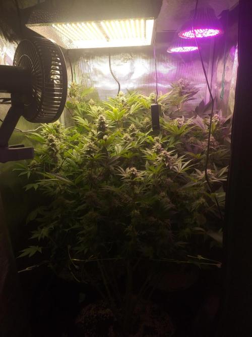 Tropicana cherry. Week 10