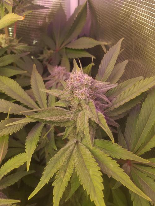 Tropicana cherry. Week 11