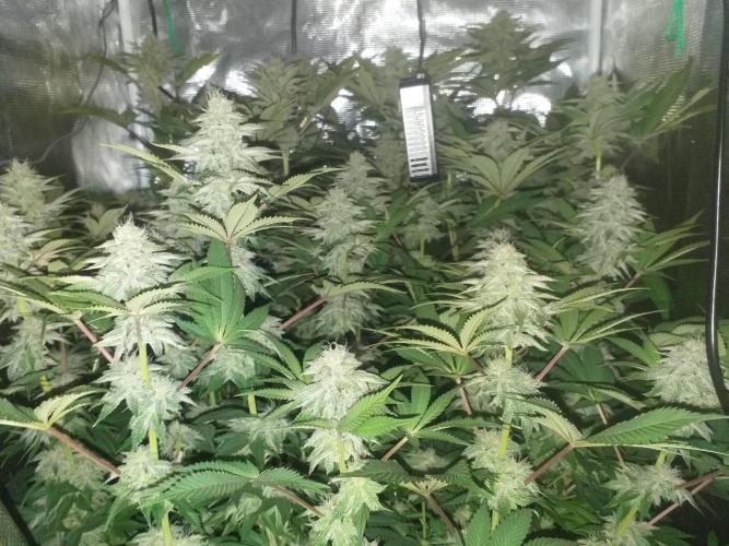 Tropicana cherry. Week 11