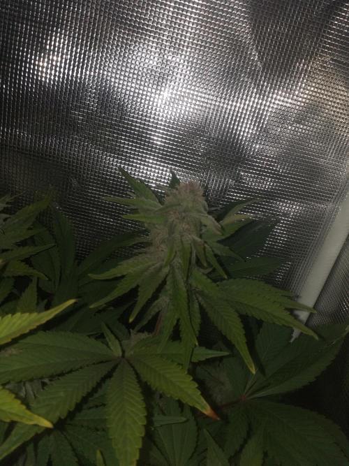 Tropicana cherry. Week 11