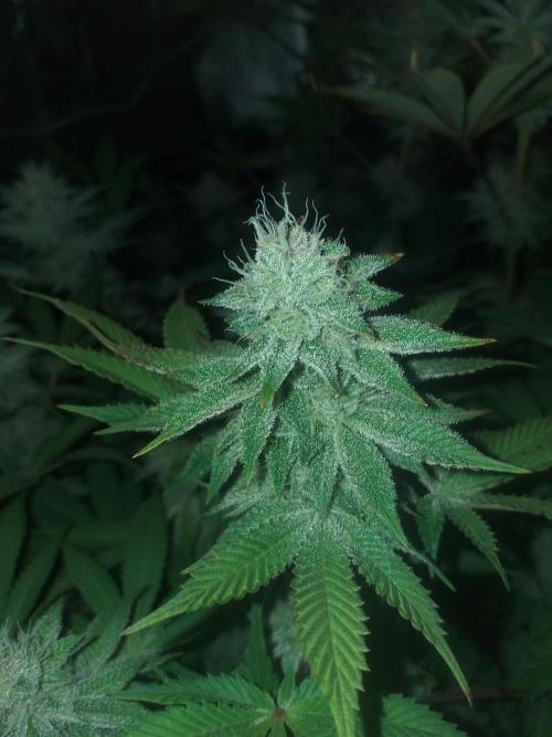 Tropicana cherry. Week 11