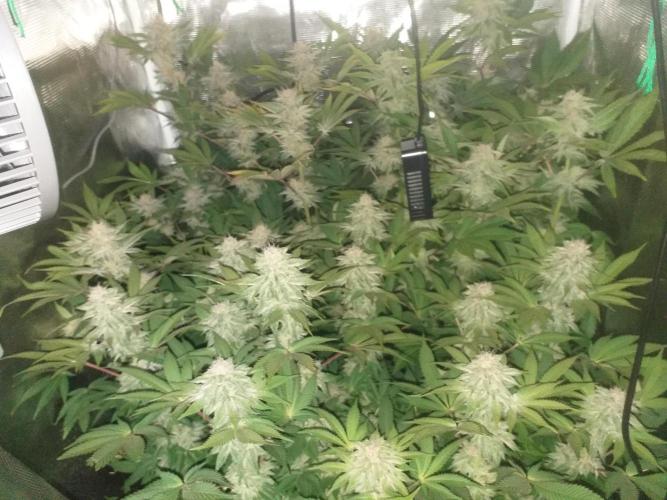 Tropicana cherry. Week 11