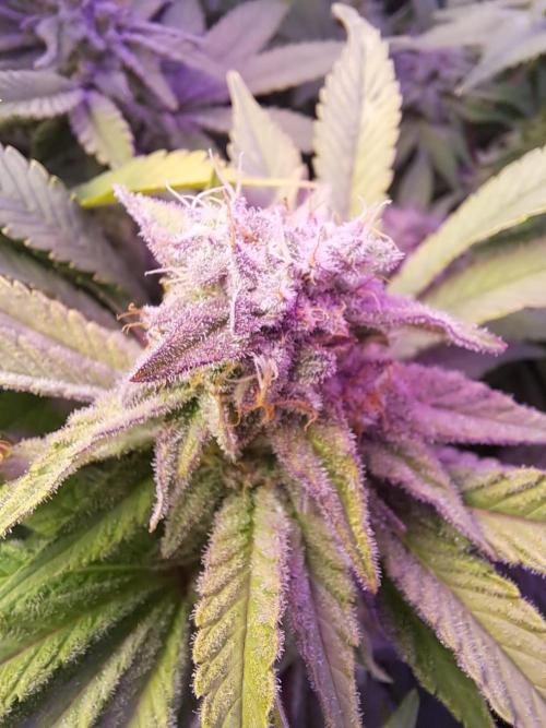 Tropicana cherry. Week 12