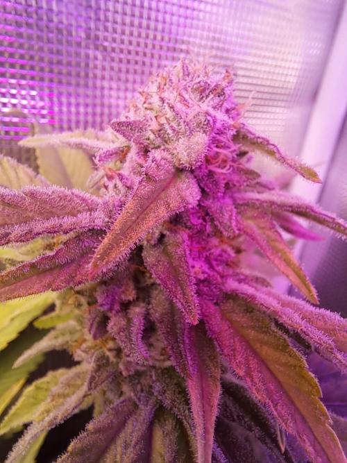 Tropicana cherry. Week 12