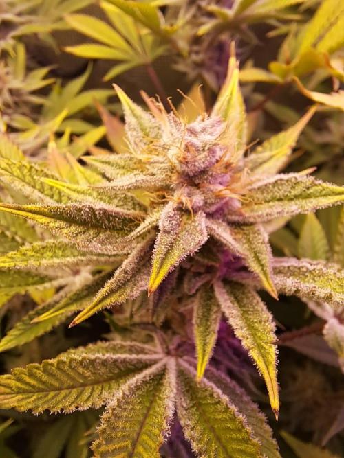 Tropicana cherry. Week 12