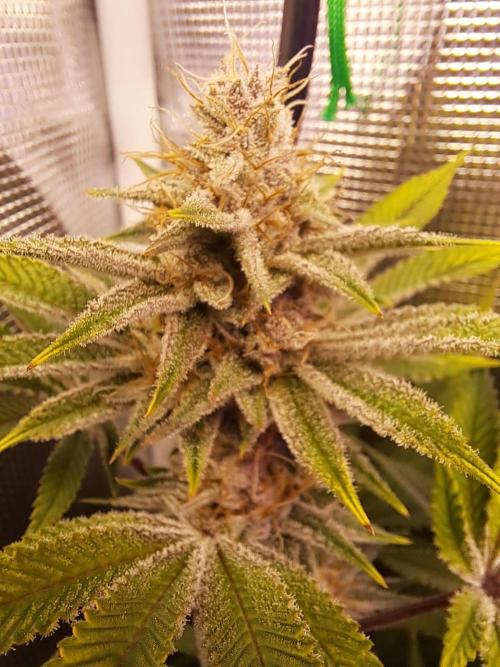 Tropicana cherry. Week 12