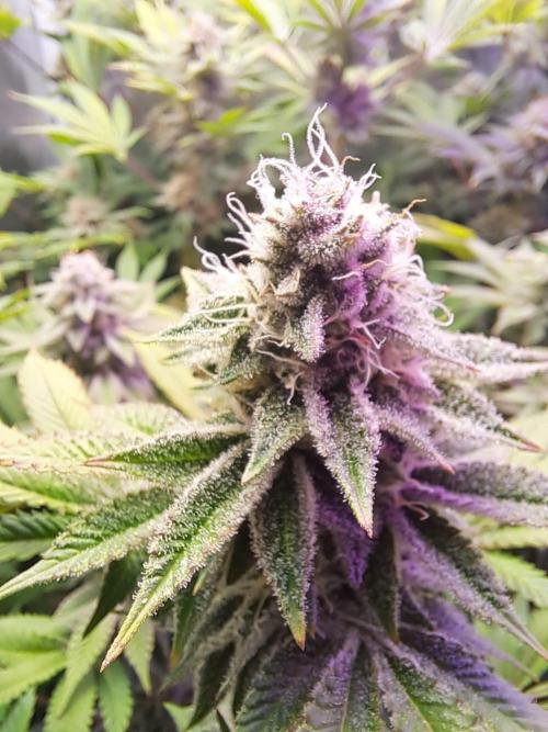 Tropicana cherry. Week 12