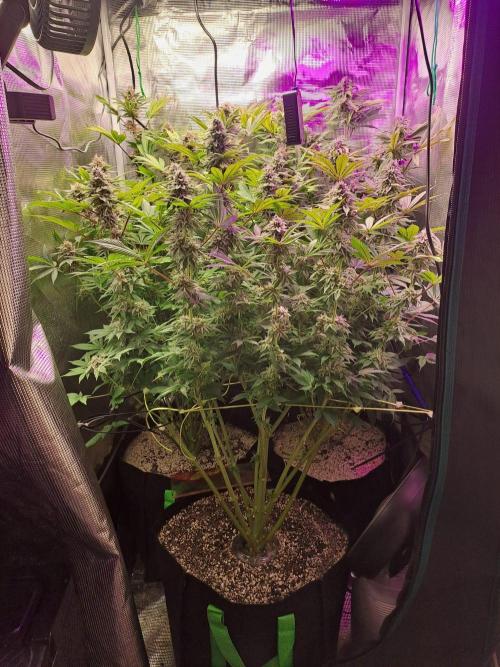 Tropicana cherry. Week 12