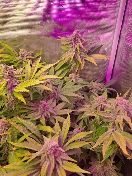 Tropicana cherry. Week 12