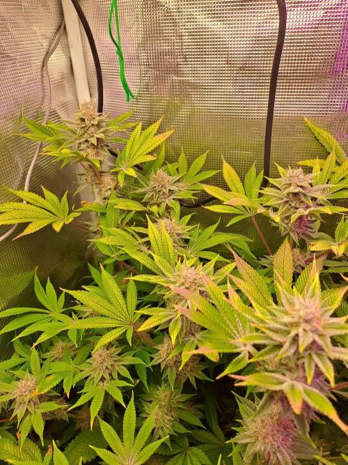 Tropicana cherry. Week 12