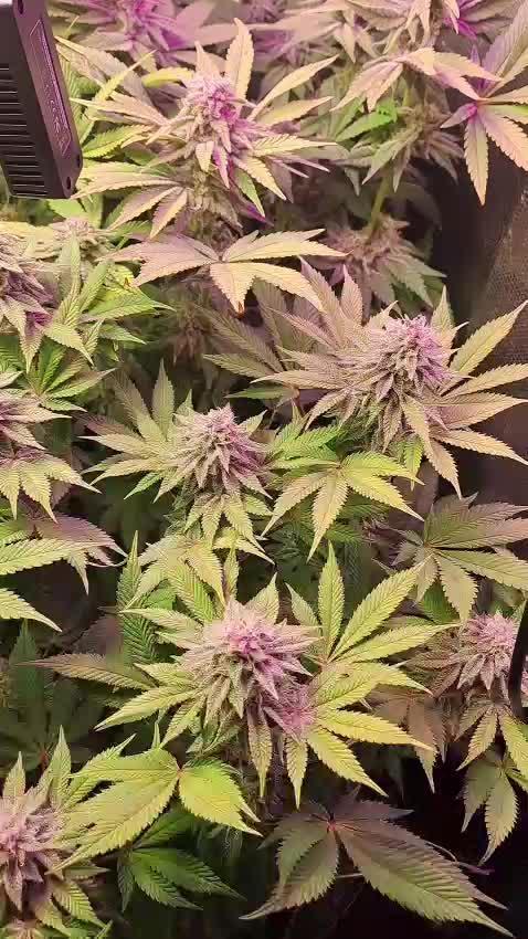 Tropicana cherry
