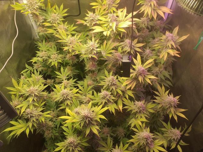 Tropicana cherry. Week 13
