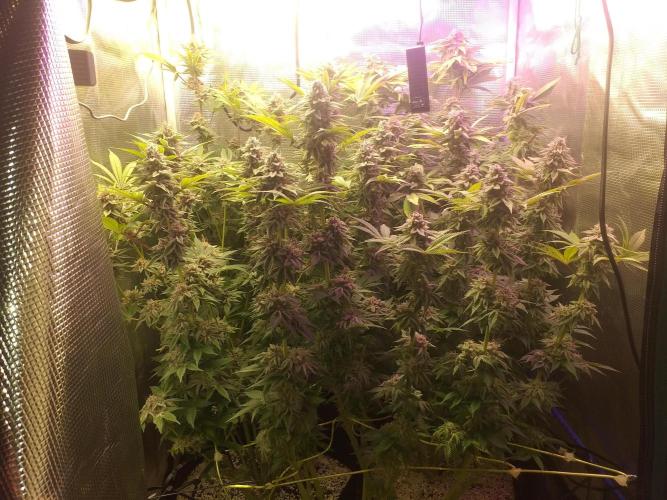 Tropicana cherry. Week 13
