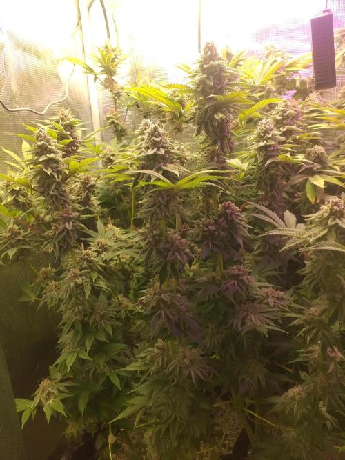 Tropicana cherry. Week 13