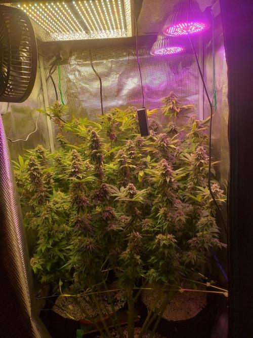 Tropicana cherry. Week 13