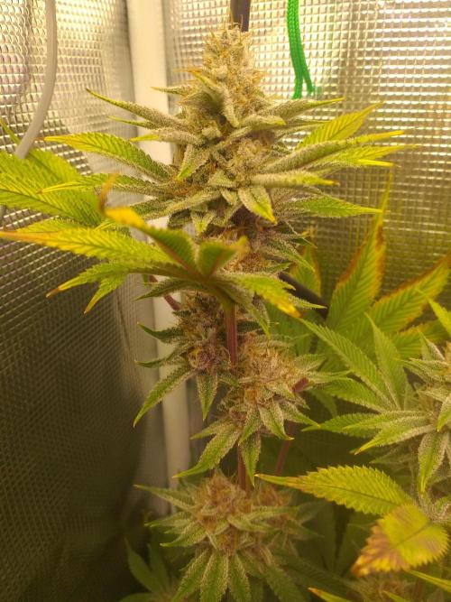 Tropicana cherry. Week 13