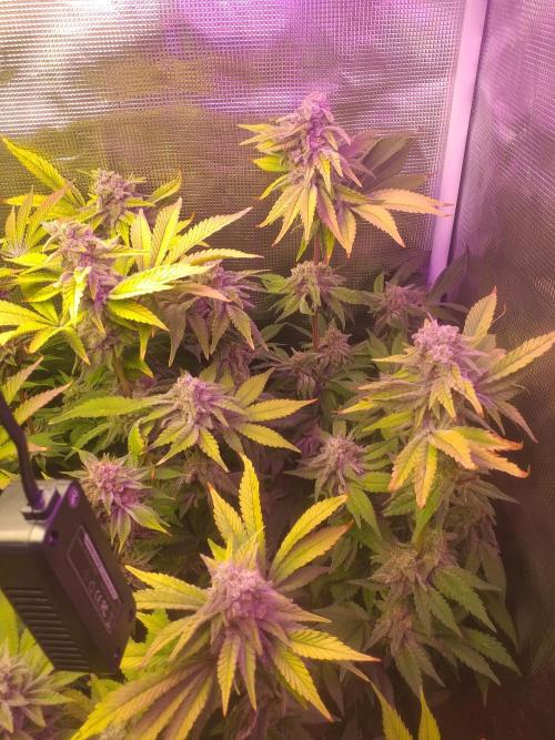 Tropicana cherry. Week 13