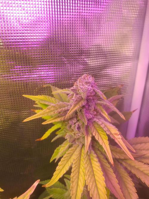 Tropicana cherry. Week 13