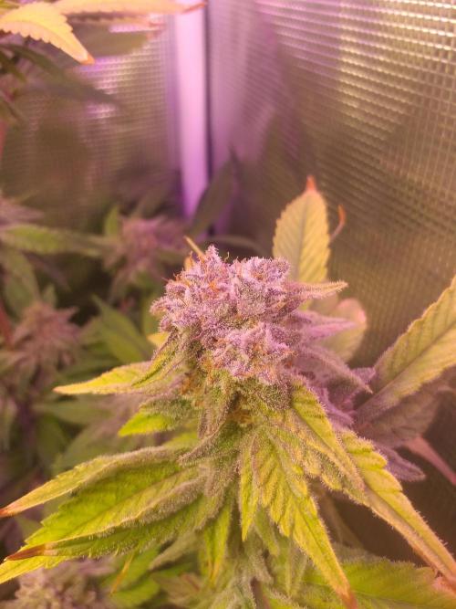 Tropicana cherry. Week 13