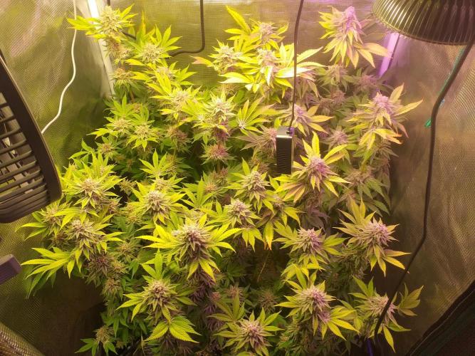 Tropicana cherry. Week 13