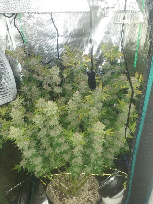 Tropicana cherry. Week 14