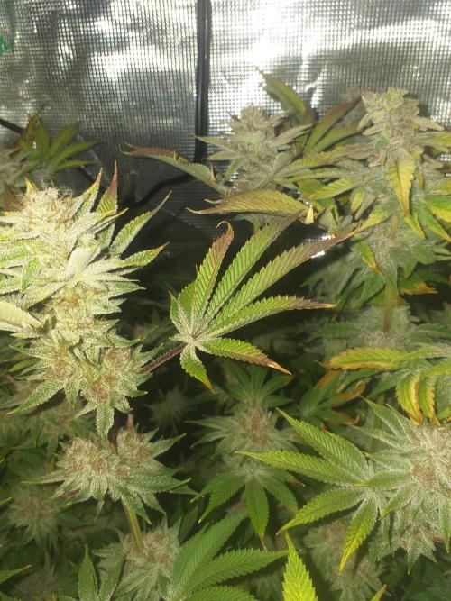 Tropicana cherry. Week 14