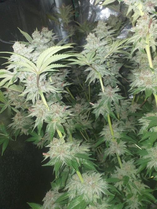 Tropicana cherry. Week 14