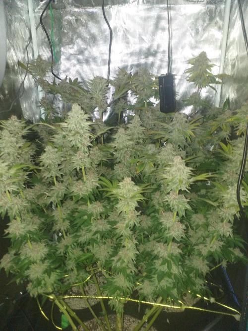 Tropicana cherry. Week 14