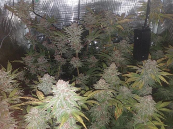 Tropicana cherry. Week 14
