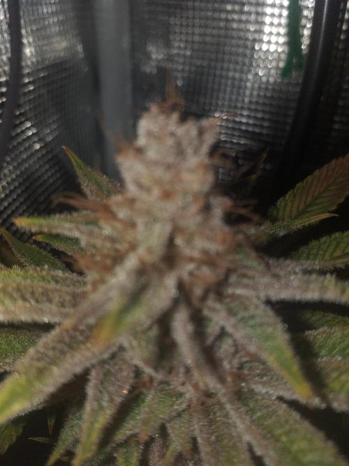 Tropicana cherry. Week 14