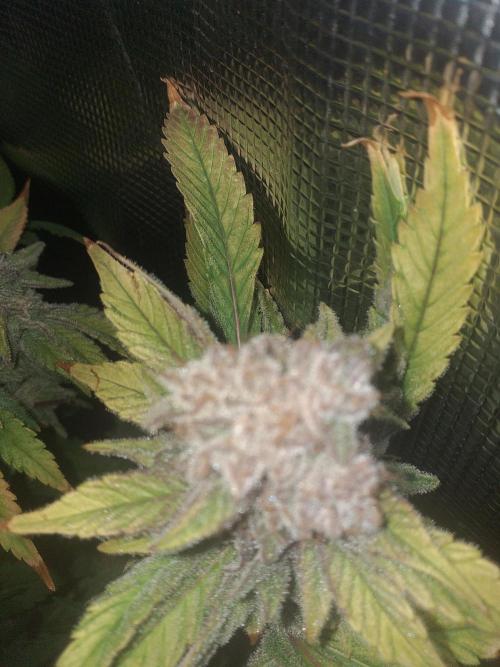 Tropicana cherry. Week 14