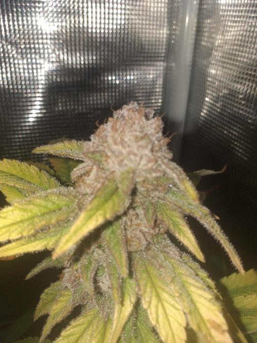 Tropicana cherry. Week 14