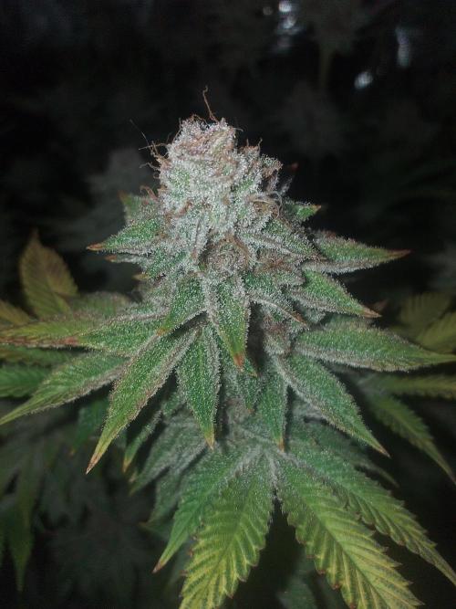 Tropicana cherry. Week 14