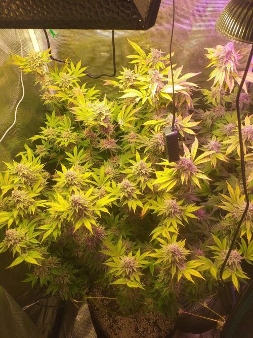 Tropicana cherry. Week 14
