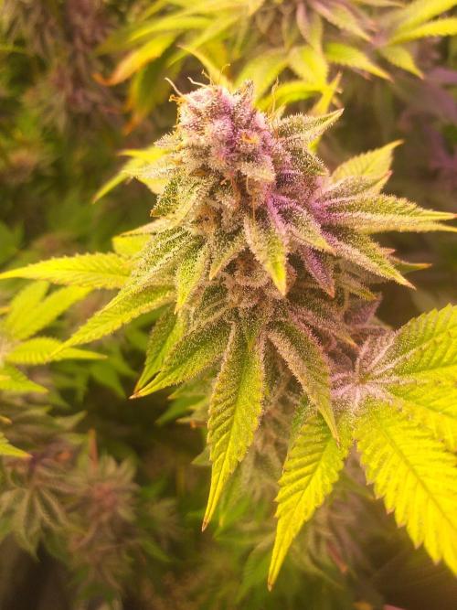 Tropicana cherry. Week 14