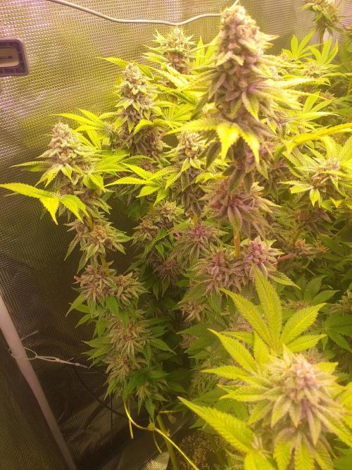 Tropicana cherry. Week 14