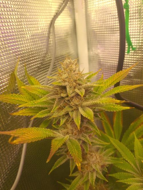 Tropicana cherry. Week 14