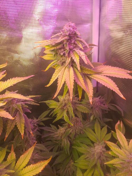 Tropicana cherry. Week 14