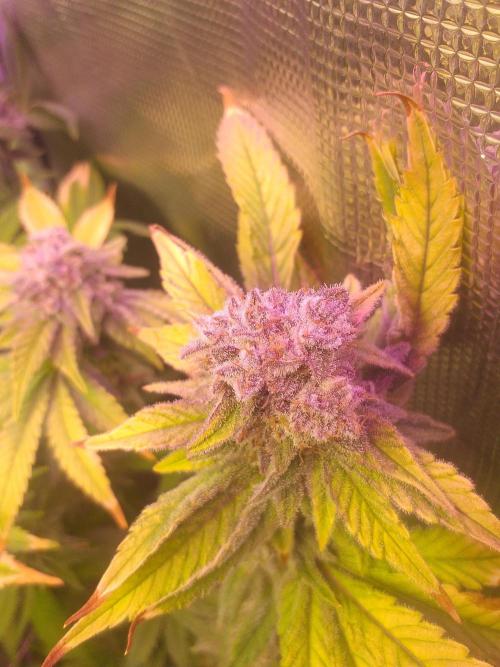 Tropicana cherry. Week 14