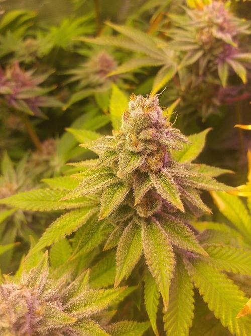 Tropicana cherry. Week 14
